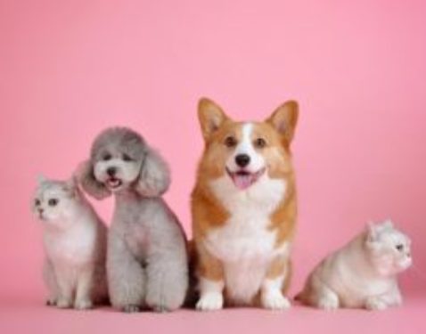Animaux de compagnie