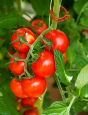 Elevage & Agriculture
