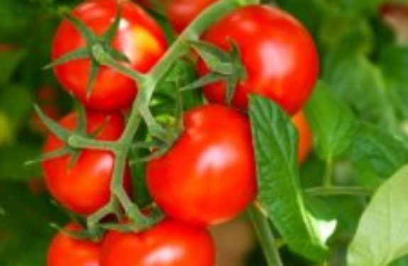 Elevage & Agriculture