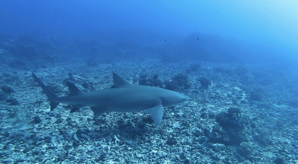 Dive and Sea Tahiti