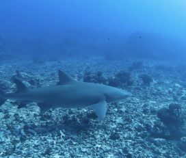 Dive and Sea Tahiti