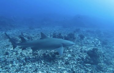 Dive and Sea Tahiti