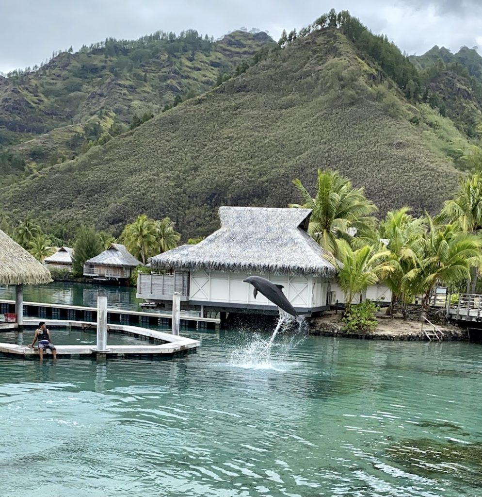 Dolphin Center