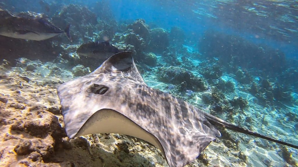 Lagoonarium de Moorea