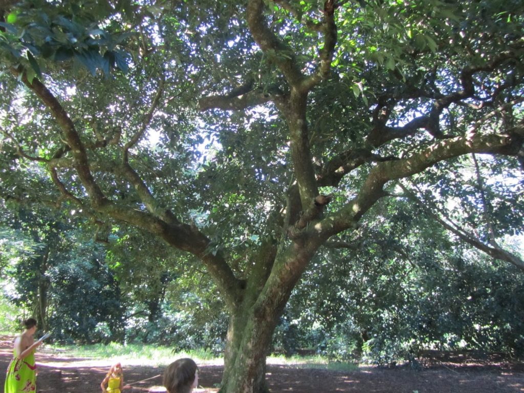Lycée Agricole Opunohu — photo 4