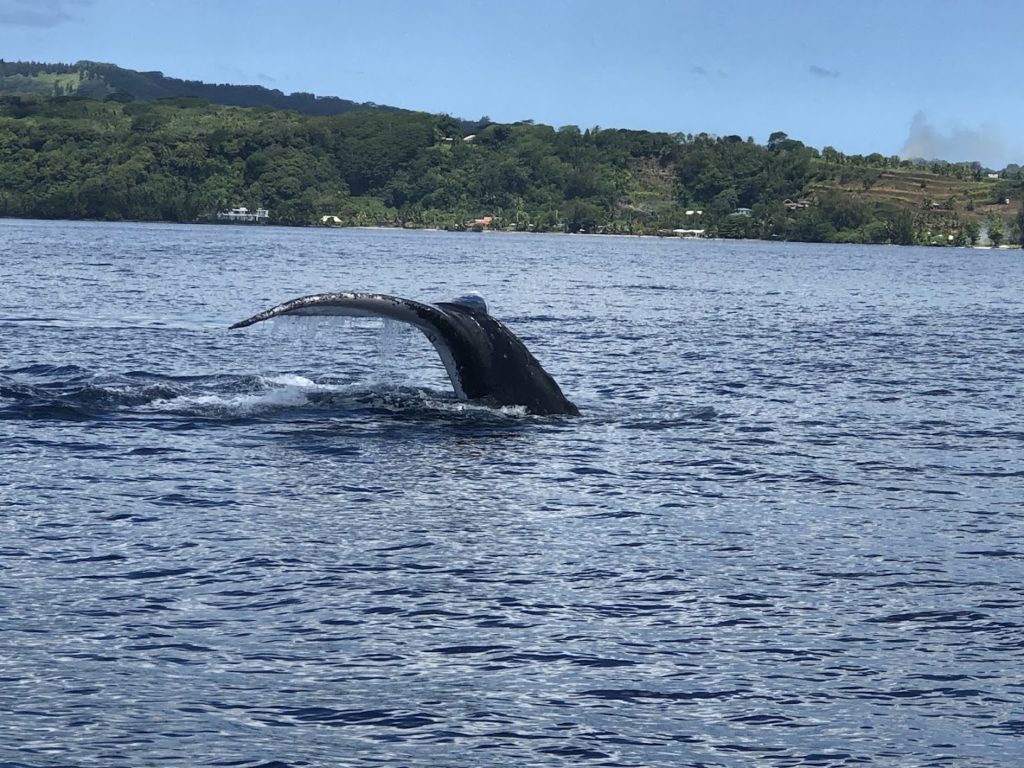 MOKARRAN DIVING — photo 3