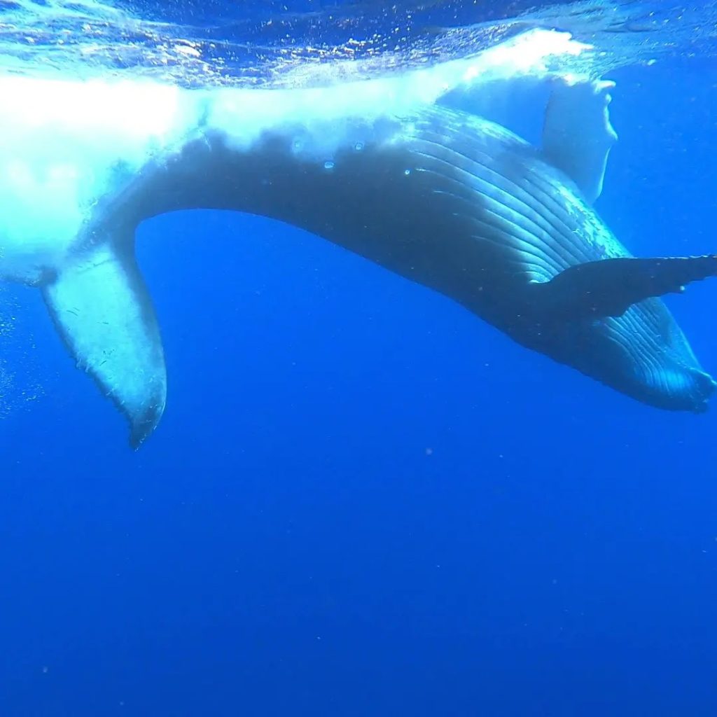 MOKARRAN DIVING — photo 4