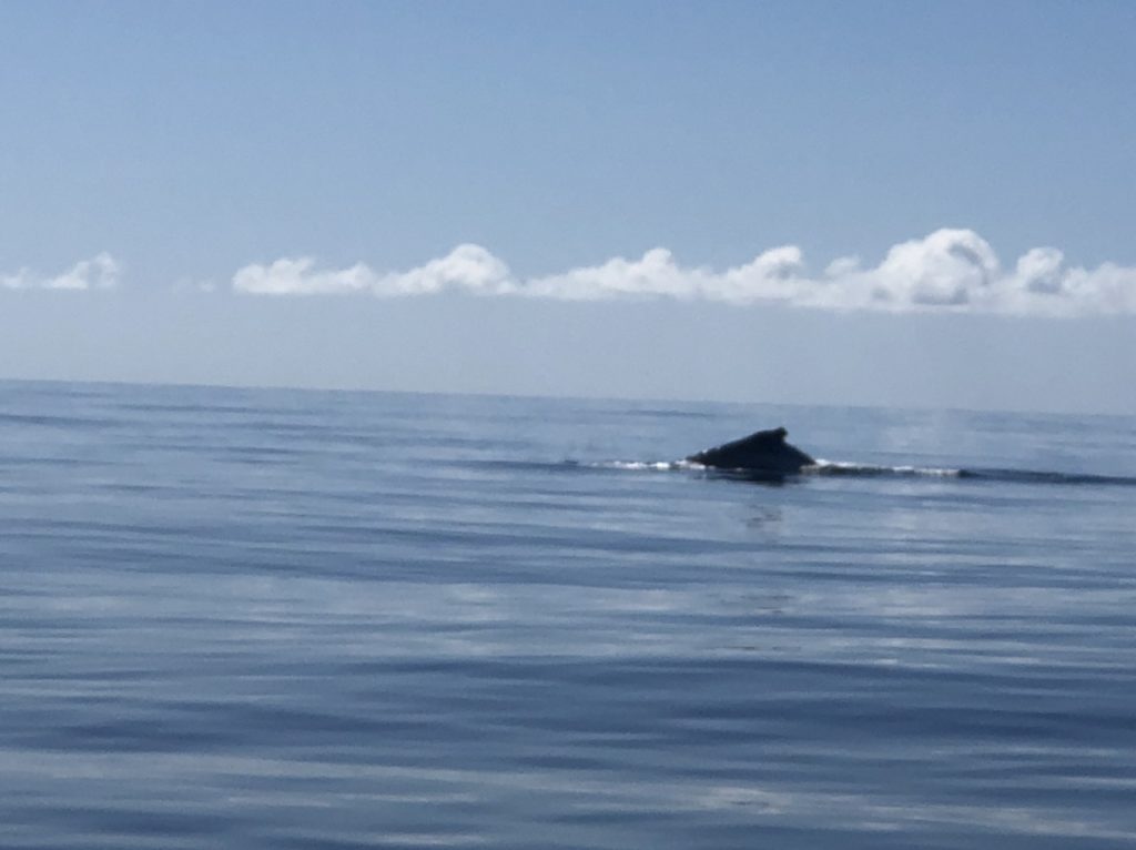 MOKARRAN DIVING — photo 6