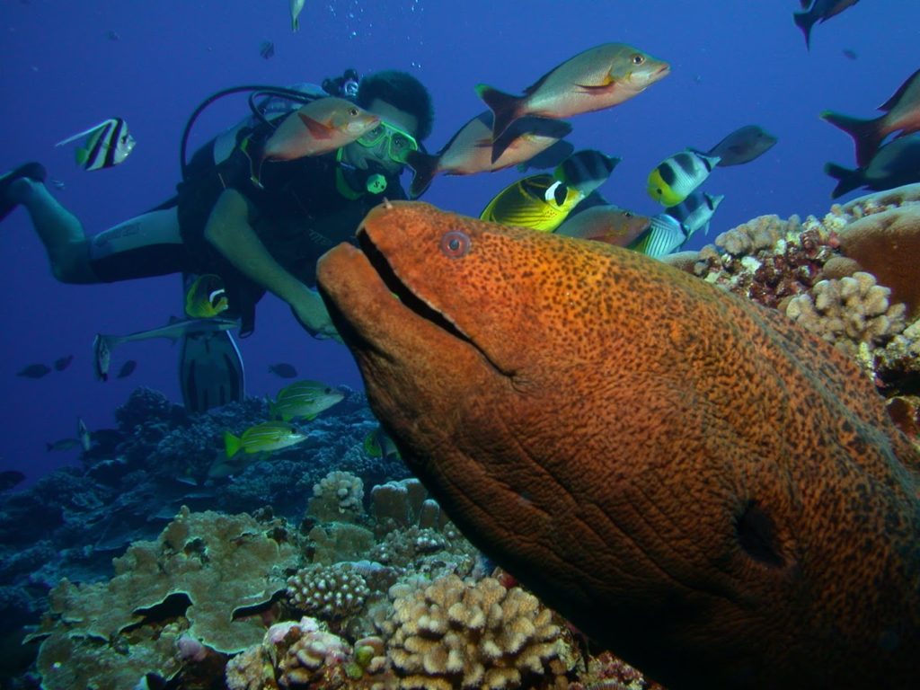 MOOREA BLUE DIVING