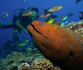 MOOREA BLUE DIVING