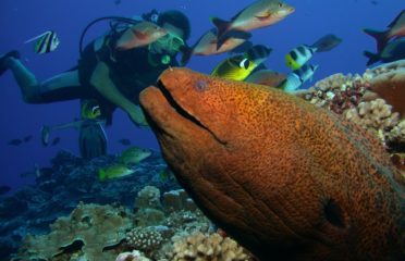 MOOREA BLUE DIVING