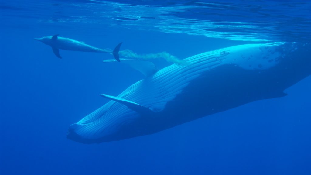 MOOREA EXPEDITION