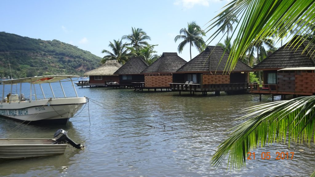 Moorea Camping Tree