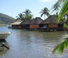 Moorea Camping Tree