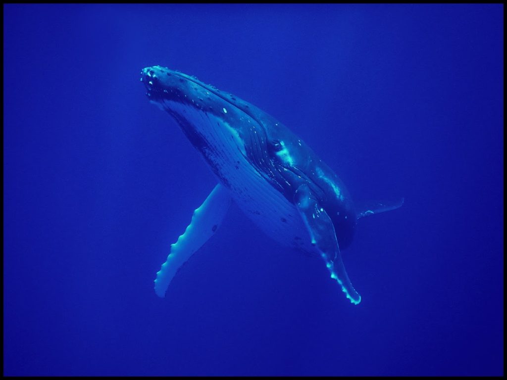 Moorea Deep blue (FD) / Whale watching & Snorkeling