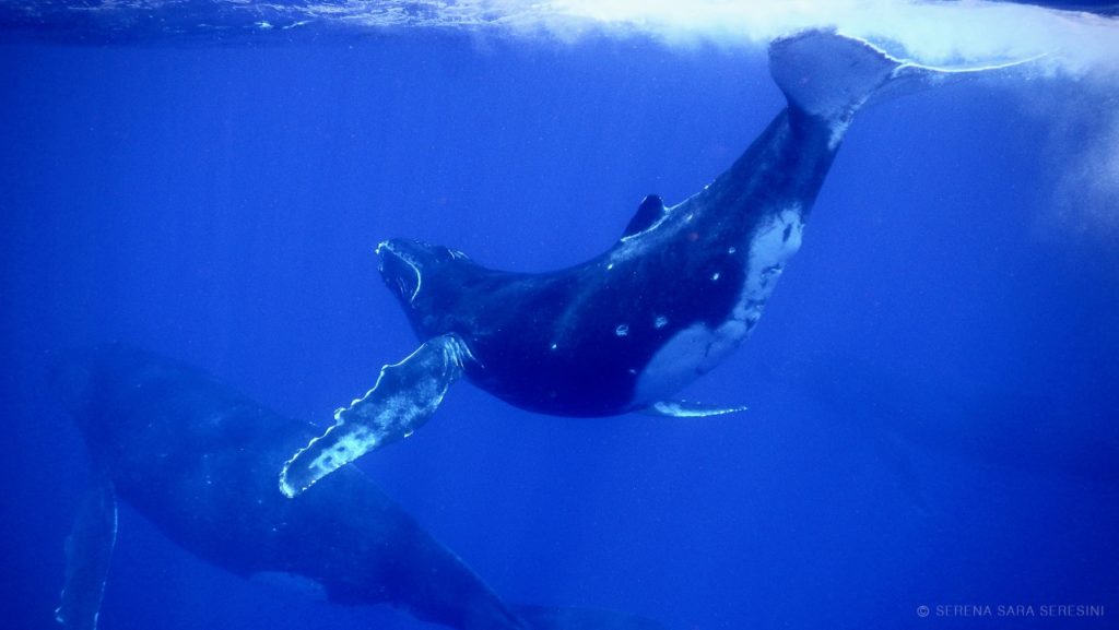 Moorea Deep blue / Whale watching & Snorkeling