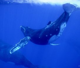 Moorea Deep blue / Whale watching & Snorkeling