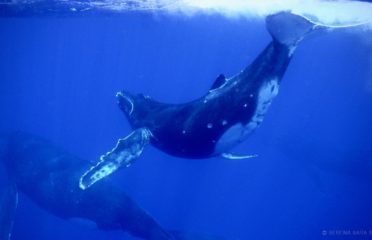 Moorea Deep blue / Whale watching & Snorkeling