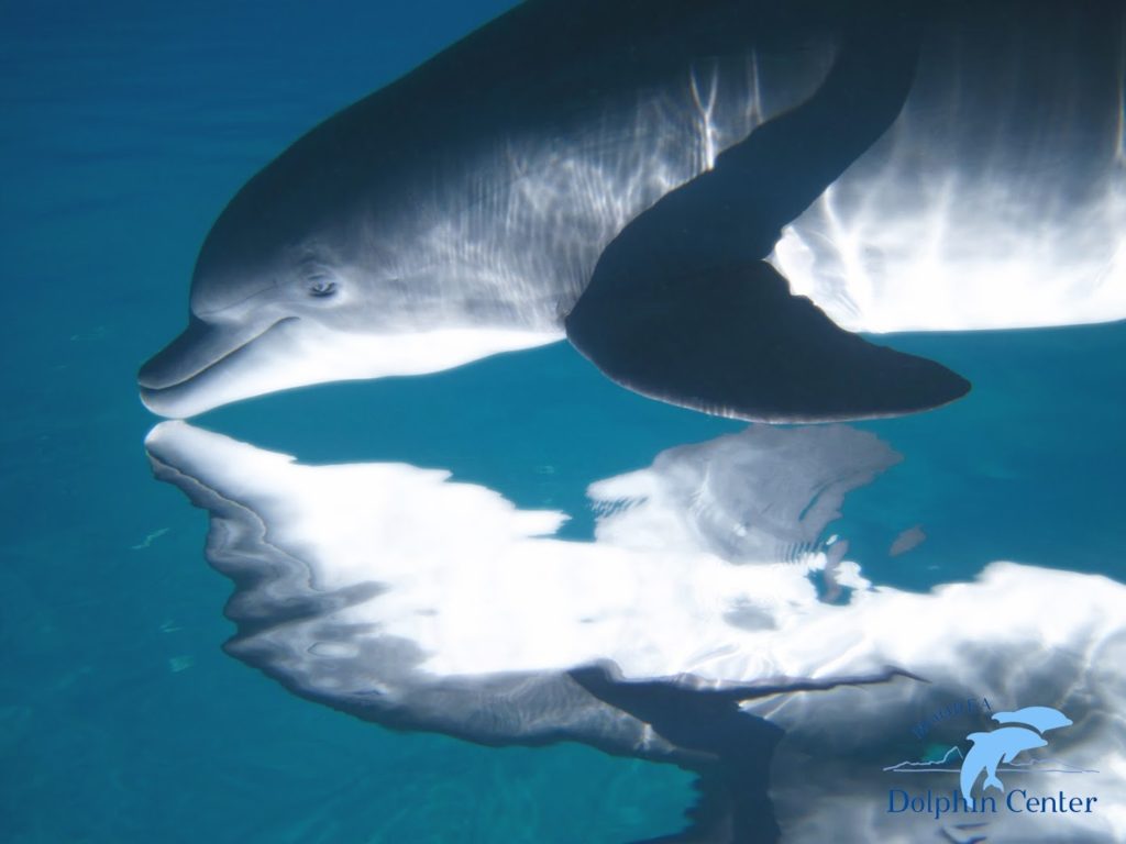 Moorea Dolphin Center