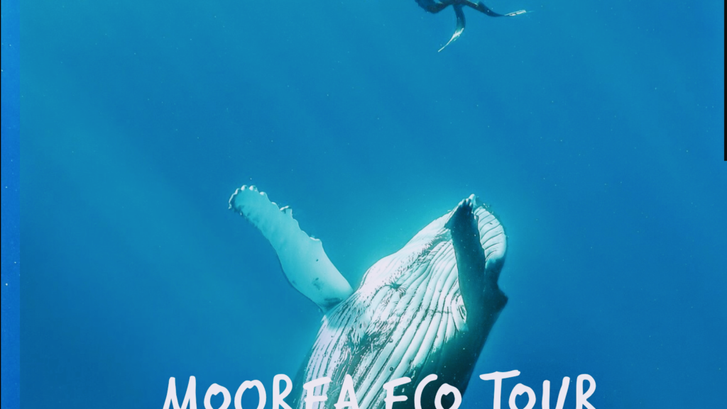 Moorea EcoTour Cata Manu