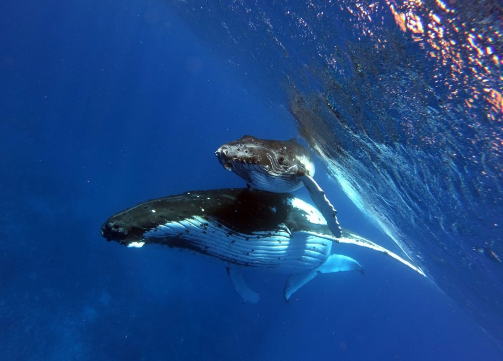 Moorea Ocean Adventures