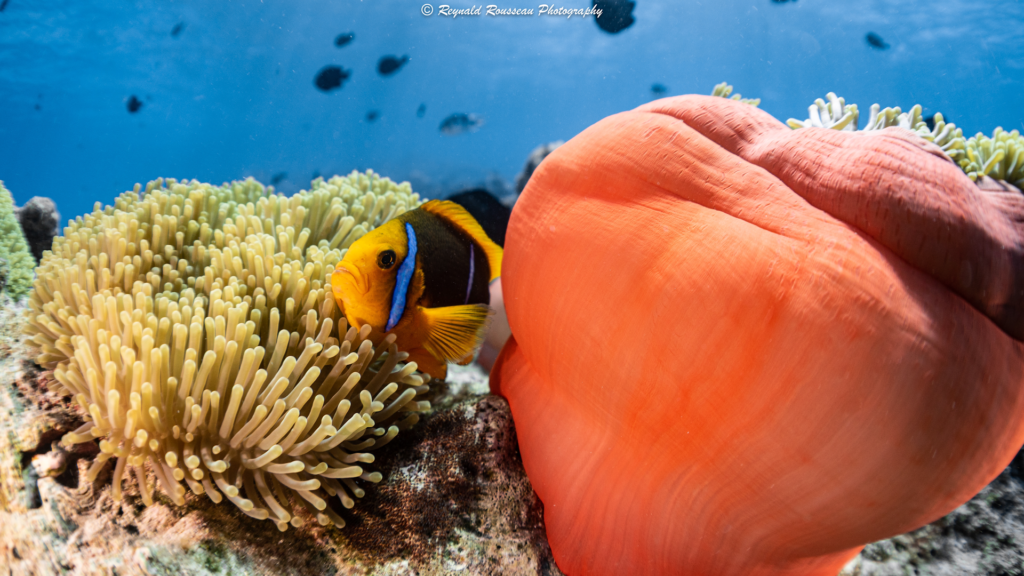 Moorea Underwater Experience
