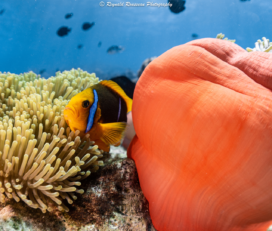 Moorea Underwater Experience