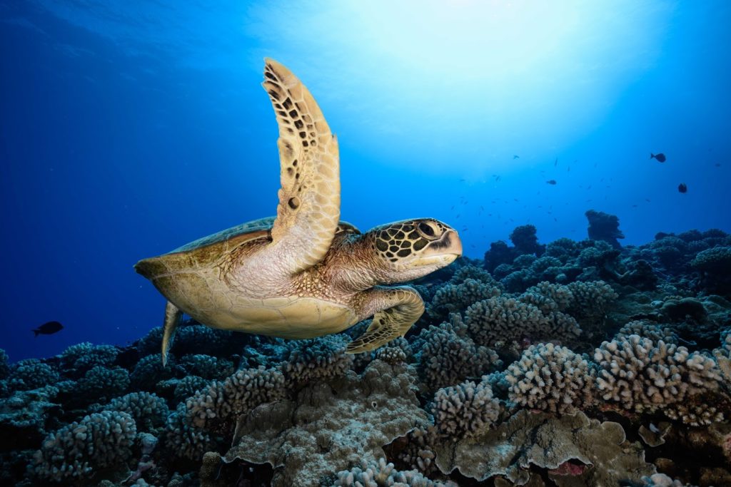NEMOZ DIVE CENTER — photo 2