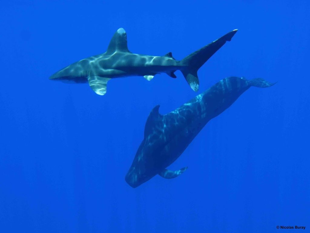 NEMOZ DIVE CENTER — photo 6