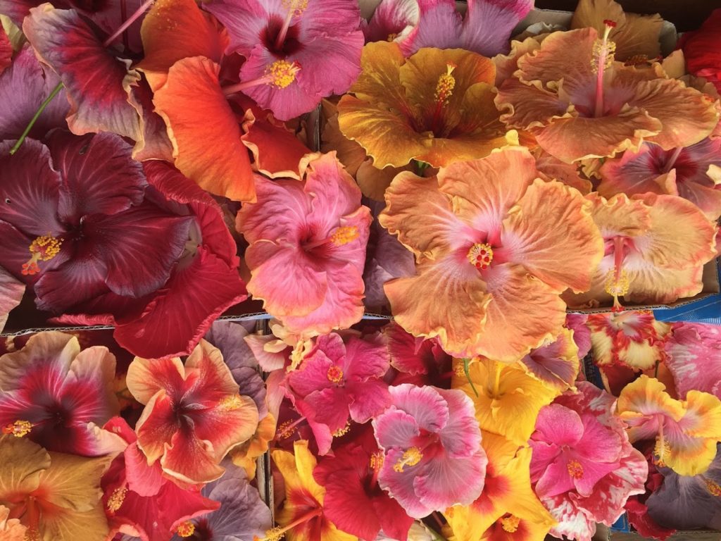 Orchidées & Co