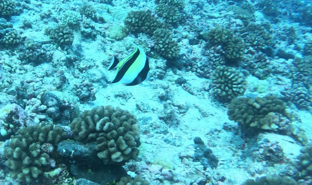 Raie Manta Club Rangiroa