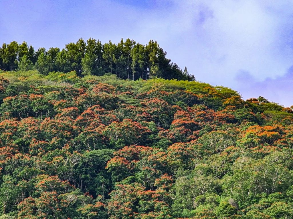 Randonnée – Pinus