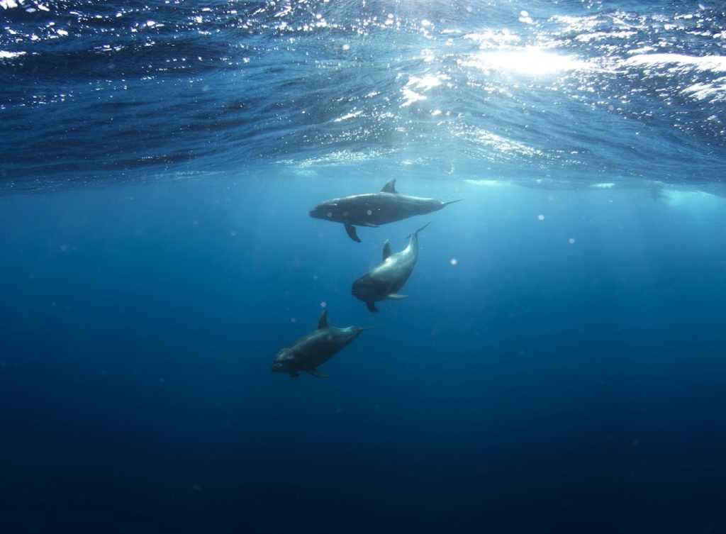 Rangiroa Diving Center