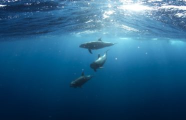 Rangiroa Diving Center