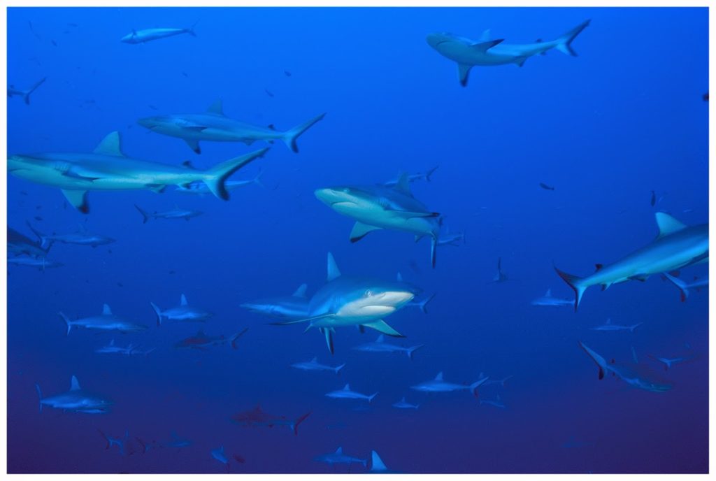 Rangiroa Plongee