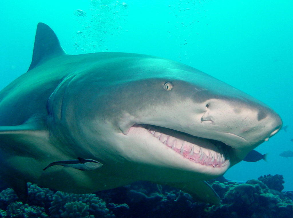 TOPDIVE Moorea — photo 3