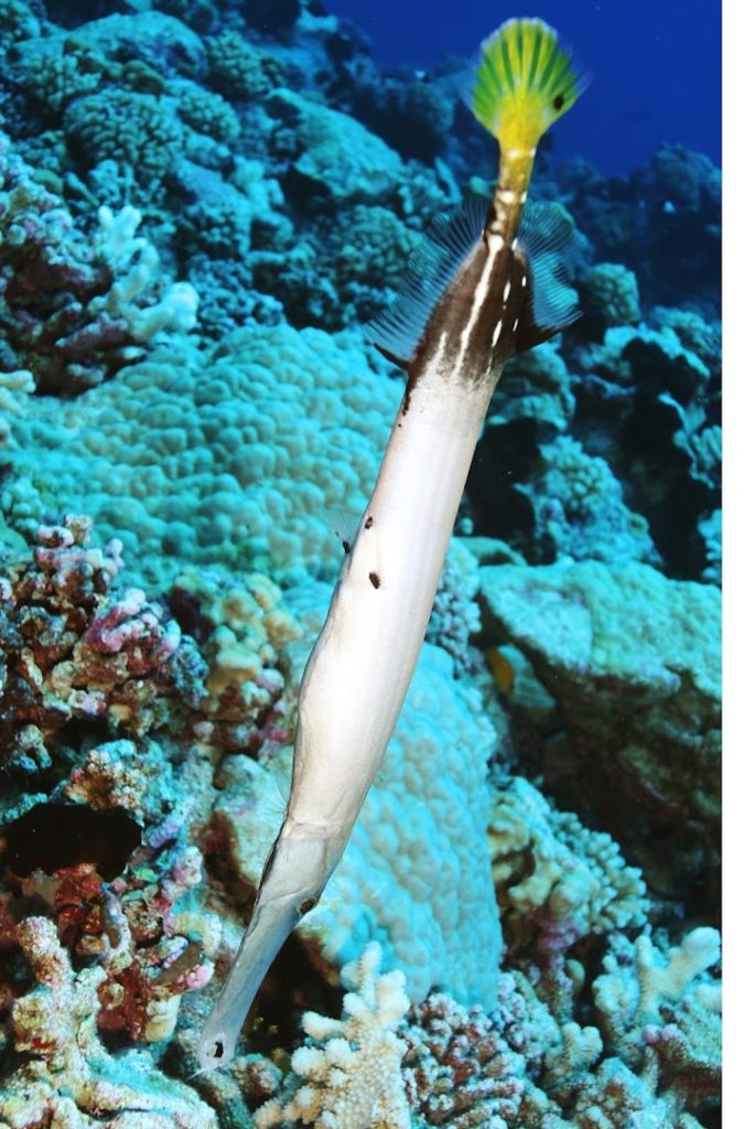 TOPDIVE Moorea — photo 5