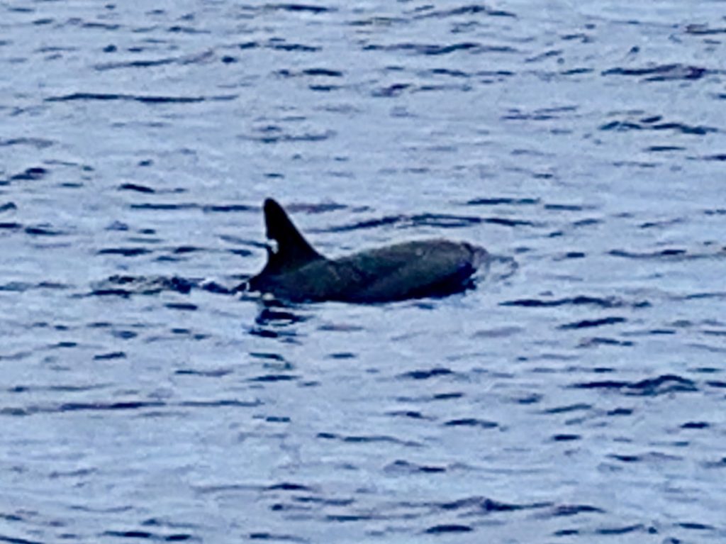 Tahiti Dream Tours — photo 5