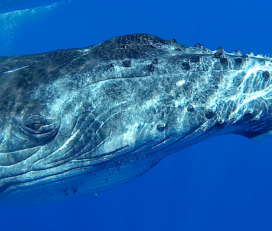 Tahiti Shark Expeditions