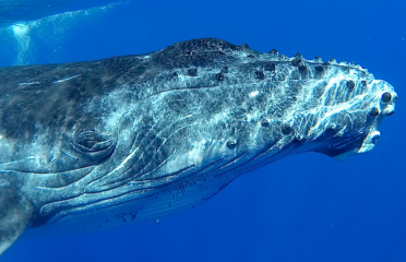 Tahiti Shark Expeditions