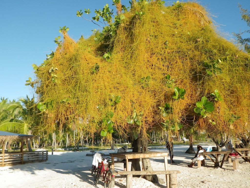 Y AKA Plongée RANGIROA