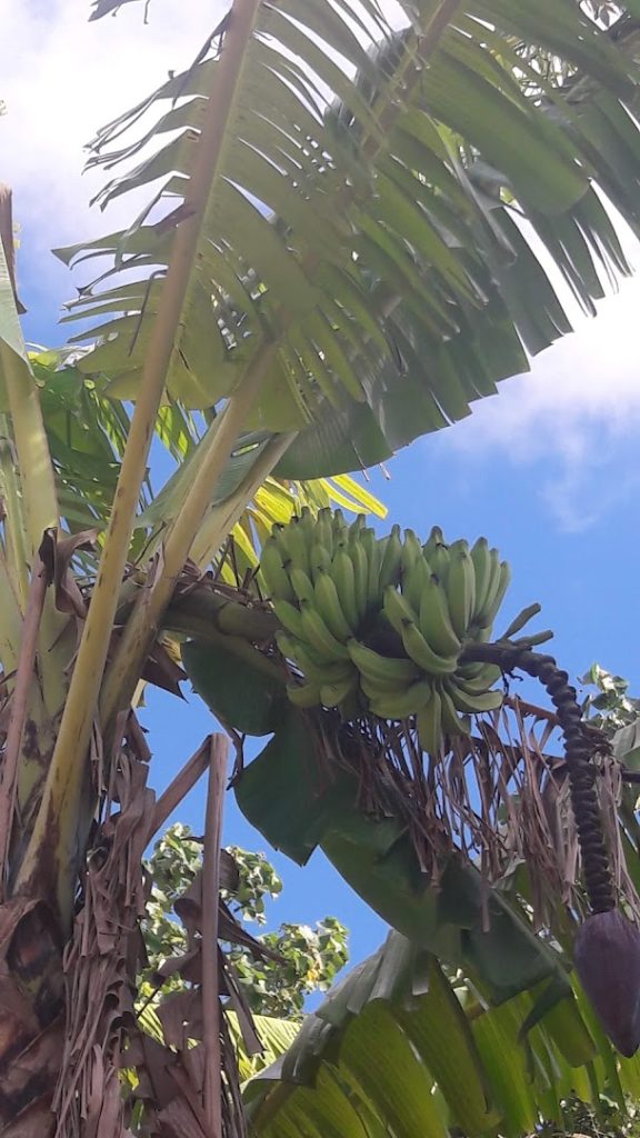 la paillote de moorea — photo 5